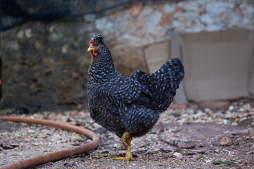 Gallina, ave de corral, vida en el campo, rural