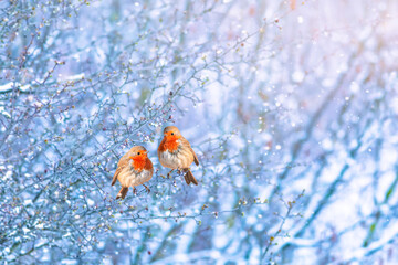 Romantic birds. Winter and cute birds. White nature background. Birds: European Robin. (Erithacus rubecula).