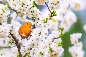 Cute birds in a tree with spring flowers in bloom. Colorful nature background. Bird: European Robin. (Erithacus rubecula)