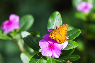 Mariposa amarilla posada sobre una flor morada