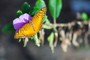 Mariposa amarilla posada sobre una flor morada