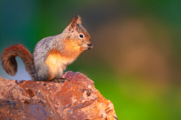 Naklejka na ściany i meble Cute squirrel. Nature background. Caucasian Squirrel. Sciurus anomalus.