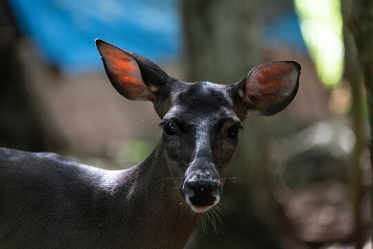 Siervo en la selva, reserva de venado en yucat&aacute;n m&eacute;xico.
venado mirando hacia la c&aacute;mara,  