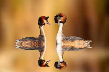 Birds love. Colorful nature background.Great Crested Grebe. (Podiceps cristatus). 
