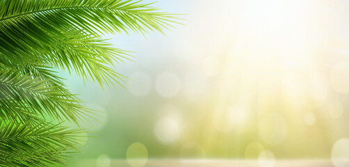 Palm leaves on sunny background - obrazy, fototapety, plakaty