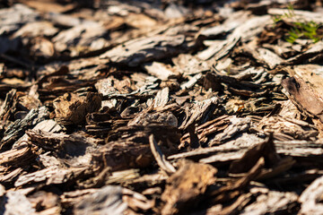 pieces of tree bark as a background.