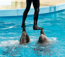 trainer's feet on the head of dolphins at the show.