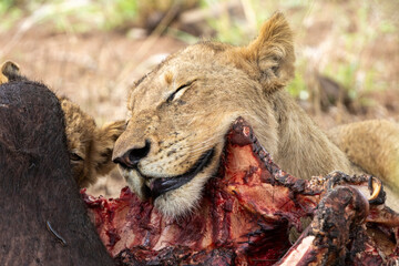 Eine Löwin schläft mit dem Kopf auf der Beute