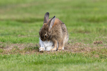 Ein Wildkaninchen bei der Fellpflege