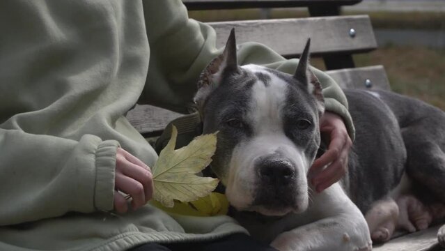 Portrait of an old dog being stroked by hand. A girl and a dog are sitting on a bench. American Staffordshire Terrier