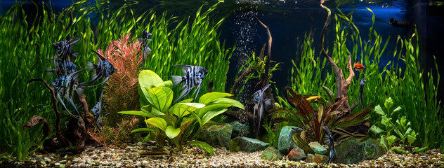 Freshwater aquarium with snags, green stones, tropical fish and water plants. Blue marbled angelfish. - obrazy, fototapety, plakaty
