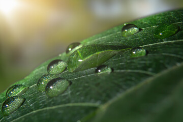 water drops on green leaf close up