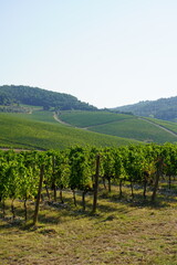 Fototapeta premium Tenuta Tignanello nel Chianti Classico della Famiglia Antinori