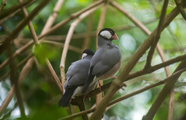 The Java sparrow bird sits on a twig in the forest.