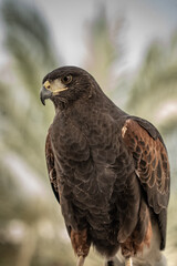 Harris's hawk