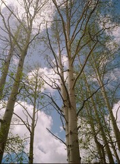 trees and sky