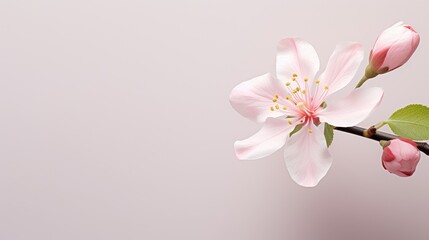 natural blossom flower background close illustration spring flora, petal beautiful, summer beauty natural blossom flower background close