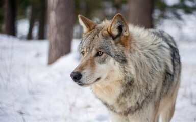 Naklejka na ściany i meble majestic gray wolf in the snow