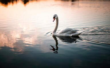 Fototapeta premium A graceful and elegant swan gliding across the calm surface of a serene lake at sunrise