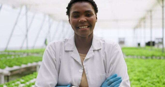 Woman, portrait and hydroponic farm of agriculture plant inspection, quality control or research. Black person, farmer and smile for greenhouse leaves as gardening or field, ecology or sustainability