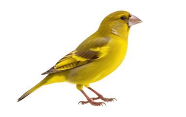 A Close Examination of the Realistic Bird On White or PNG Transparent Background