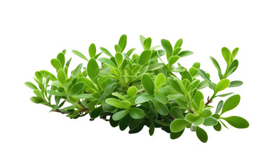 Portulaca oleracea Leaves Portrayed Realistically On White or PNG Transparent Background