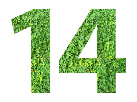 The shape of the number 14 is made of green grass isolated on transparent background. Go green concept.