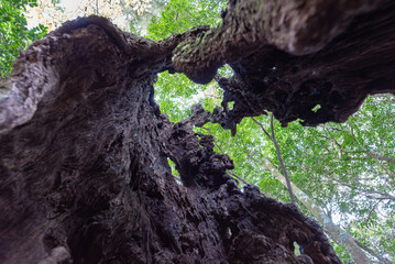 Obraz premium 千年樫の木