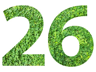 The shape of the number 26 is made of green grass isolated on transparent background. Go green concept.