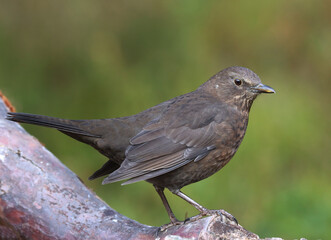 Blackbird