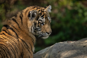 A young tiger on a rock looks away. Close-up portrait.