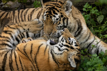 Two young tigers play in the forest of the reserve in close-up.