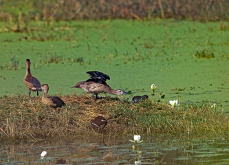 cotton pygmy goose in the water