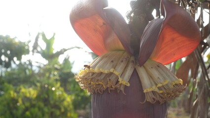 Banana blossom or jantung pisang on tree. Beautiful of banana flower. banana is delicious tropical...