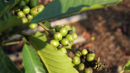 dew and green coffee beans on the tree with selective focus. Fresh Coffee tree Green coffee beans Organic