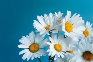 Naklejka premium Daisies flowers on blue background. Beautiful blooming white flower with yellow center. Generate ai