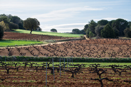 Landscape with vineyards in spring in the designation of origin area of Ribera del Duero wines in Spain