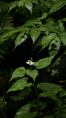 mountain flowers