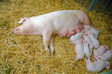 A sow pig and piglets asleep in hay