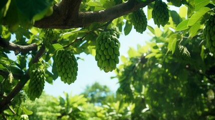 A soursop tree in a lush tropical orchard, laden with ripe fruits. - obrazy, fototapety, plakaty