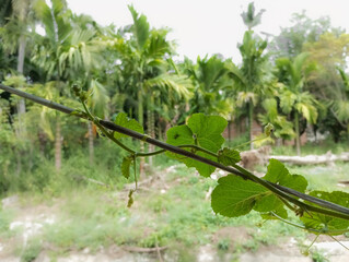 the creeping leaves of the suri cucumber plant, with a backdrop of trees and the white sky