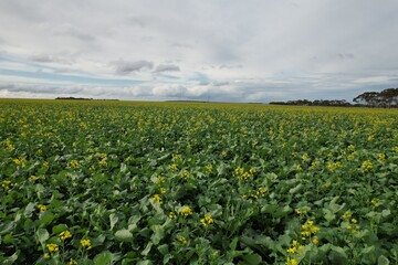 Fototapeta na wymiar Canola crop in Australia