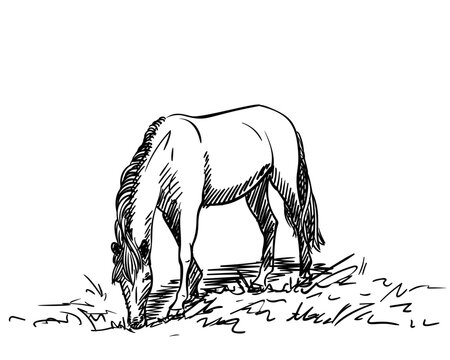 Freehand sketch of grazing horse, Hand drawn illustration of horse eating grass, Animal full-length standing on feet head down