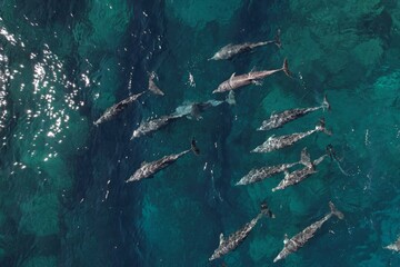 Aerial drone photo of a pod of dolphins off the Western Australian Coast