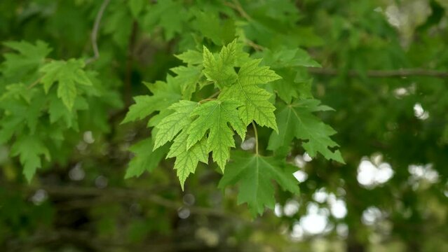 Acer saccharinum autumn foliage on a maple tree branch in botanical garden close up