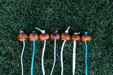 Accessories for Conkers game on the artificial lawn. Conkers is a traditional children's game in...