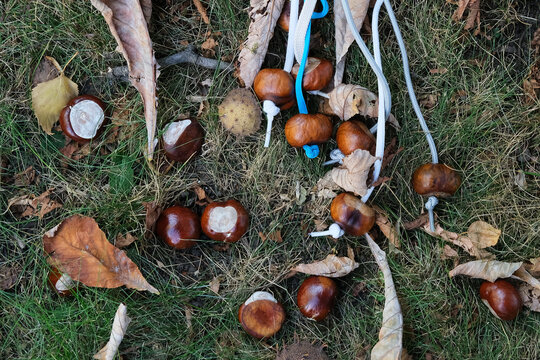 Ripe horse chestnut fruits that have fallen to the ground. New harvest conkers and horse chestnut fruits threaded onto of strings for Conkers game