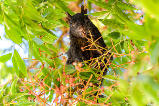 Black squirrel sits on a tree and eats a red berry. Melanistic fox squirrel (Sciurus niger) 