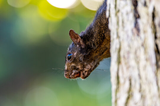 Close-up of Black squirrel eats a nut. Melanistic fox squirrel (Sciurus niger) 