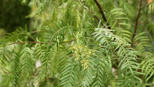 Green berries of Schinus molle tree in botanical garden close up.